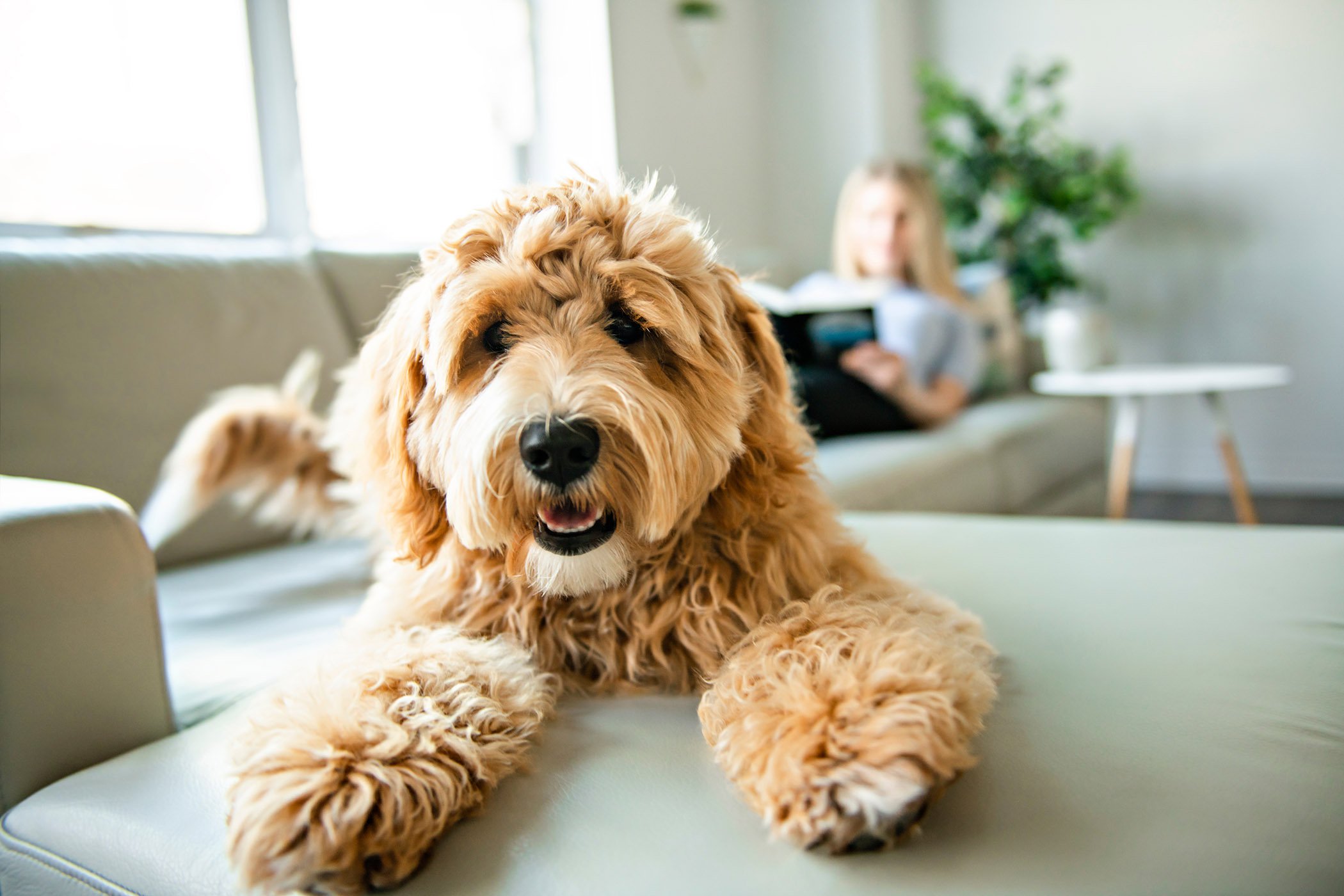 pets playing at the Stone Canyon apartments